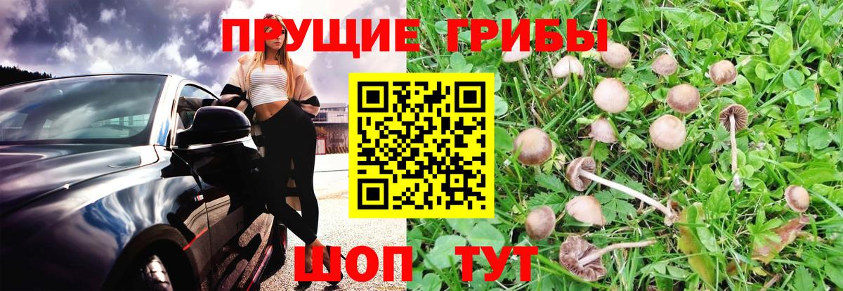 Псилоцибиновые грибы Psilocybe  наркотики  Вход с VPN  Коммунар  Псилоцибиновые грибы Cubensis 